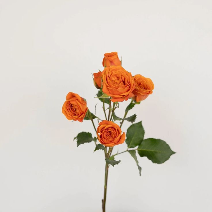 Pink Roses